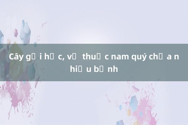 Cây gối hạc， vị thuốc nam quý chữa nhiều bệnh